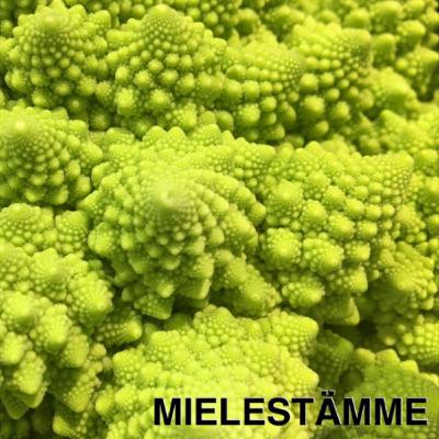 23. Keskikokoiset vihreät miehet (vaalianalyysi) 23. Keskikokoiset vihreät miehet (vaalianalyysi)