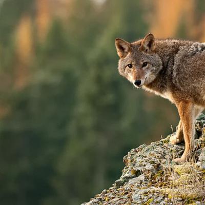The Essential Coyote - Episode 1 The Essential Coyote - Episode 1