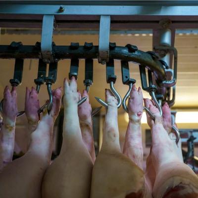 El sector porcino español ante ante los desafíos sanitarios, geopolíticos y oportunidades de mercado