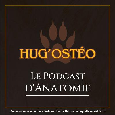 13 - Arthrologie du Pied