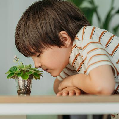 Wie funktioniert der Geruchssinn? Wie funktioniert der Geruchssinn?