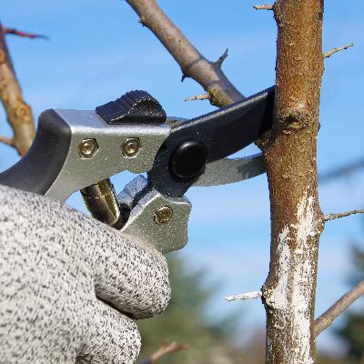 Working With Weird Winter Weather, The Time to Prune Trees, January Deadlines for Gardeners Working With Weird Winter Weather, The Time to Prune Trees, January Deadlines for Gardeners