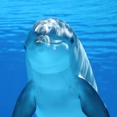 Dolphin’s Song: Guided Deep Sleep Journey Through an Enchanted Ocean