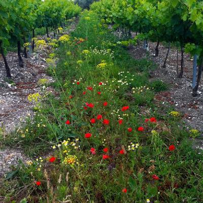 España, por primera vez líder mundial en viñedo ecológico España, por primera vez líder mundial en viñedo ecológico