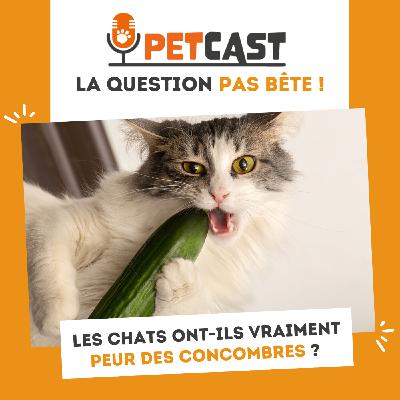 Les chats ont-ils vraiment peur des concombres ?