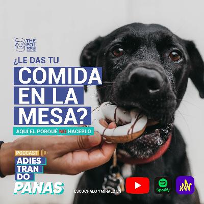 ¿Le das comida de la mesa a tu perro? Aquí el porqué NO hacerlo