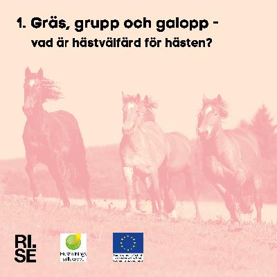 Gräs, grupp och galopp – vad är hästvälfärd för hästen? Gräs, grupp och galopp – vad är hästvälfärd för hästen?