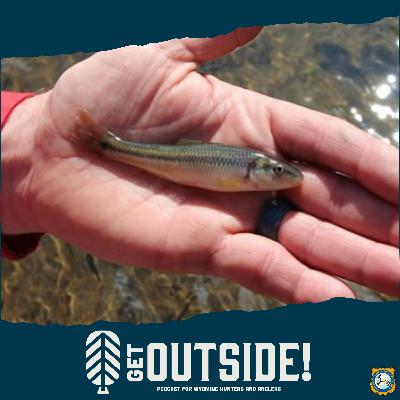 HornyHead Chub Transplant