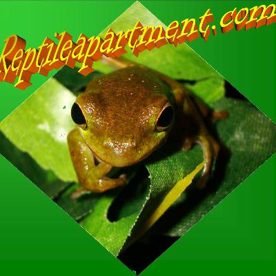 Episode 8 Farewell to Podomatic and Hello Reptilelivingroom.com Episode 8 Farewell to Podomatic and Hello Reptilelivingroom.com