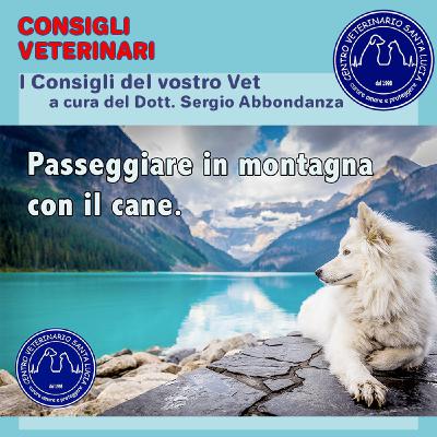 19 Passeggiare in montagna con il cane. Consigli utili per escursioni in montagna con il cane.