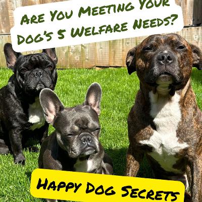 Episode #2.45 - Are You Meeting Your Dog’s 5 Welfare Needs: The Heart of Happy, Healthy Dogs