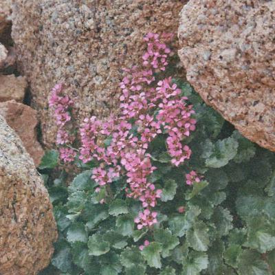 Citizen Science Boosts Models of Rare Plant Distribution