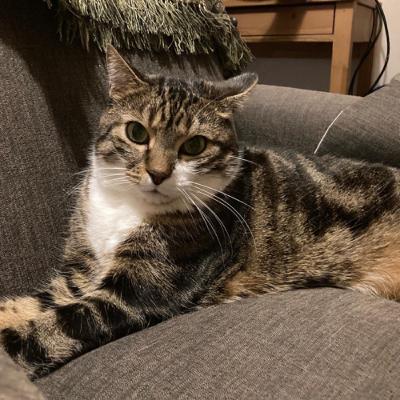 Cat fur can be a problem