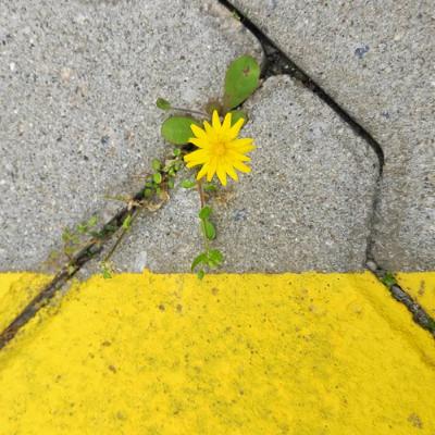 Manifesto: 'To do justice, to love mercy, and to walk humbly with our God' (09/03/2025)