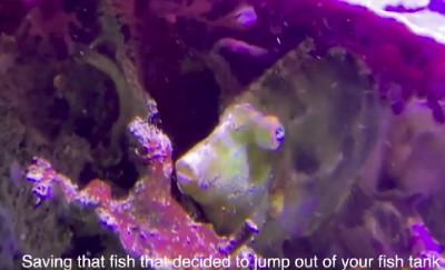 How To Save A Fish That Jumped Out Of Water - Fish CPR for ”dead fish” - Simple Saltwater Aquarium How To Save A Fish That Jumped Out Of Water - Fish CPR for ”dead fish” - Simple Saltwater Aquarium