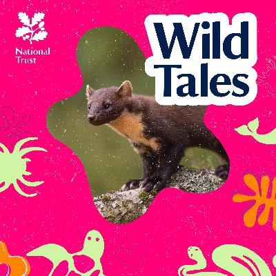 Pine Martens’ Return Pine Martens’ Return