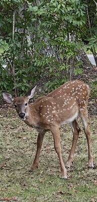 Episode 210. Oh Deer!!! 🦌