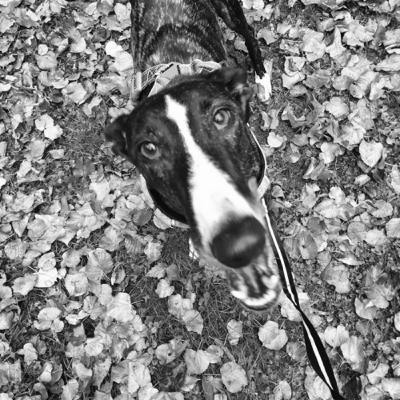JUNIO The GREYHOUND ó cuando te toca aunque te quites y cuando no te toca, aunque te pongas. JUNIO The GREYHOUND ó cuando te toca aunque te quites y cuando no te toca, aunque te pongas.