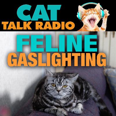 Feline Gaslighting: Why Your Cat Acts Differently Around Different People