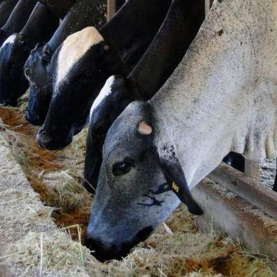 Bovcast #1 - Intoxicação por Ureia em Bovinos Bovcast #1 - Intoxicação por Ureia em Bovinos