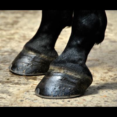 Hoof Health From a (Mostly) Dietary Standpoint