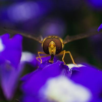 Bist Du ein guter Fotograf...?