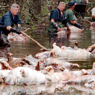 The Hog Farms of North Carolina and Jeffrey MacDonald The Hog Farms of North Carolina and Jeffrey MacDonald