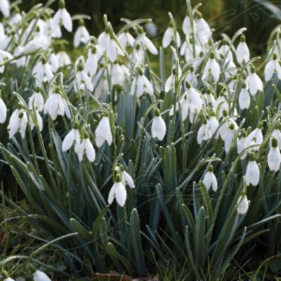 Opplysningstida (Ludvig Holberg)