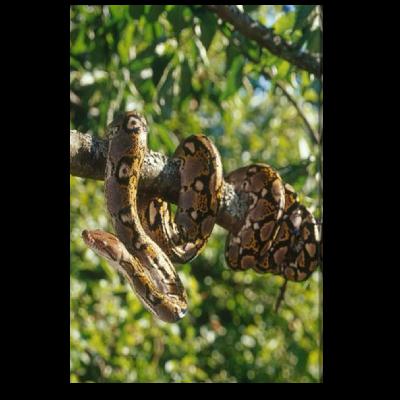 #90 Tree Snake Boogie!! #90 Tree Snake Boogie!!