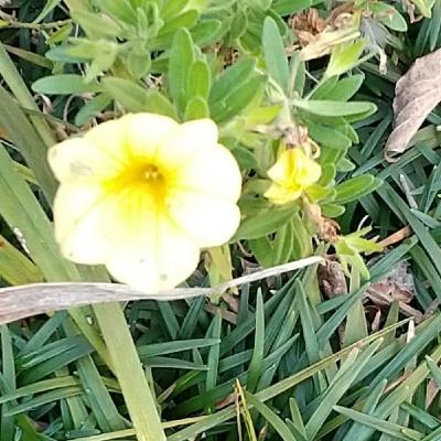 我が家の庭260114