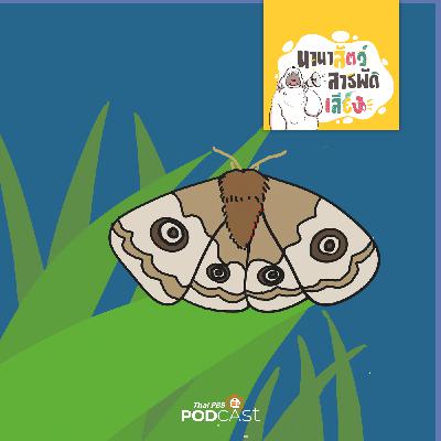 นานาสัตว์สารพัดเสียง EP. 203: ผีเสื้อกลางคืน(moth)ที่สุดของผีเสื้อ นานาสัตว์สารพัดเสียง EP. 203: ผีเสื้อกลางคืน(moth)ที่สุดของผีเสื้อ