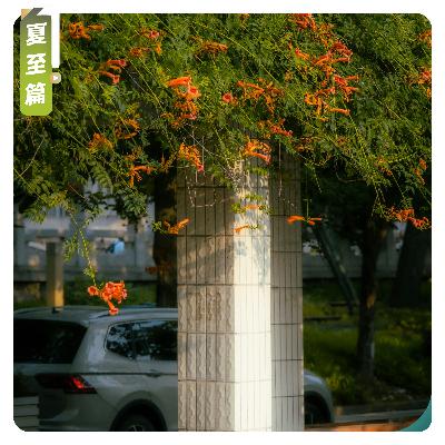 【夏至篇】炎炎蝉声，清清荷影