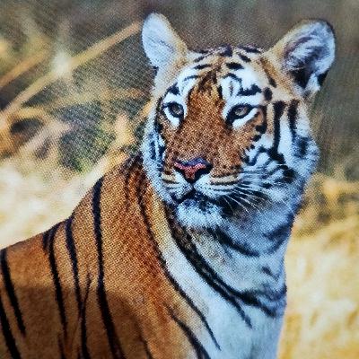 Bor Tiger Reserve | Visit Maharashtra
