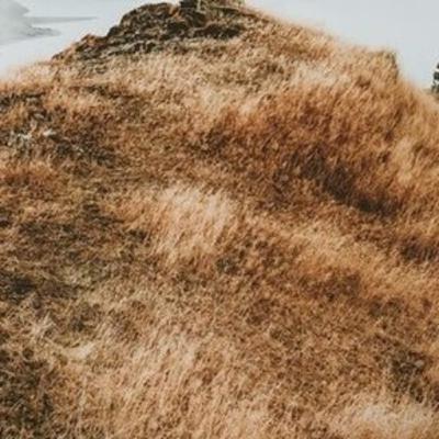 Podcasts ¿los virus están vivos? José Saúl Mejía villegas Podcasts ¿los virus están vivos? José Saúl Mejía villegas