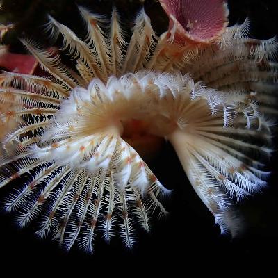Facts: The Red-Trumpet Calcareous Tubeworm Facts: The Red-Trumpet Calcareous Tubeworm