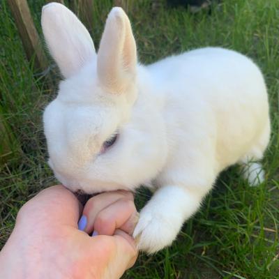 Dinge die jeder Kaninchenhalter kennt+Überraschungs Annkündigung 😉♥️