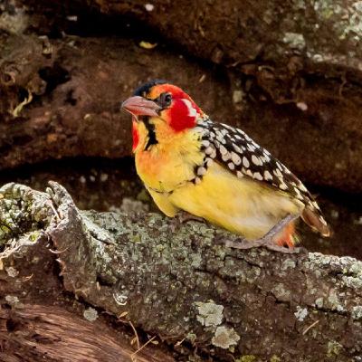 Episode 1485 - Jo’s Place Episode 1485 - Jo’s Place