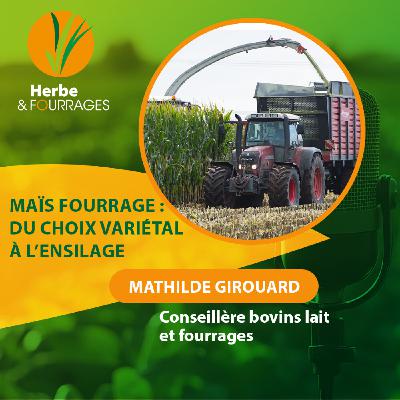 HERBE ET FOURRAGES - Le maïs fourrage, du choix variétal à l’ensilage