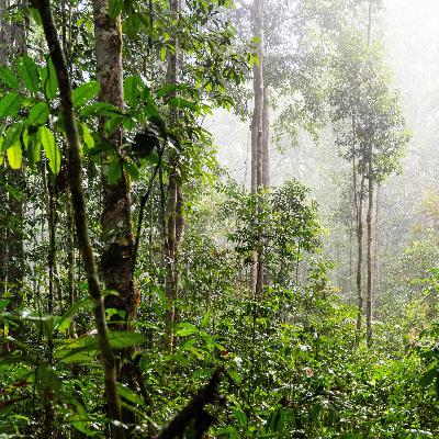 Welt-Klima - Deutschland will Geld für den Schutz von Regen-Wäldern bezahlen Welt-Klima - Deutschland will Geld für den Schutz von Regen-Wäldern bezahlen