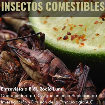 Insectos comestibles