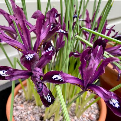 The Frustrated Gardener: Iris Reticulata ‘Pauline’ The Frustrated Gardener: Iris Reticulata ‘Pauline’
