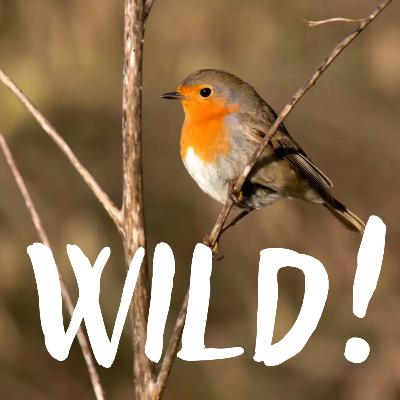 Das Gezwitscher der Wintervögel – mit Manuel Tacke (NAJU)