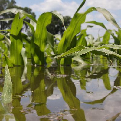 Private Disaster Relief for Farmers