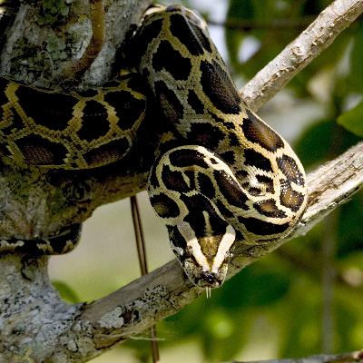 Will Giant Invasive Pythons Take Over America?