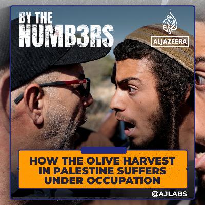 How the olive harvest in Palestine suffers under occupation