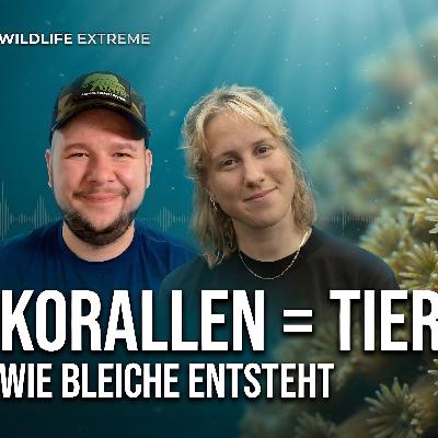 Korallenbleiche: Haben unsere Riffe noch eine Chance? | Podcast mit MarlenwillMeer