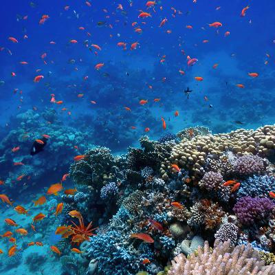 S8 Ep56: The economics of biodiversity S8 Ep56: The economics of biodiversity