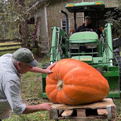 The mushy guts and glory of giant pumpkins