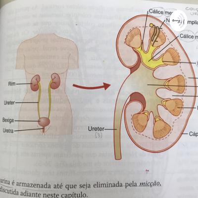 Sistema Urinário - Parte 2 (O Que É)