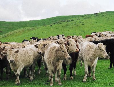 Better Beef Systems, with Bob Thomson, Ben Trotter and Matt Tayler